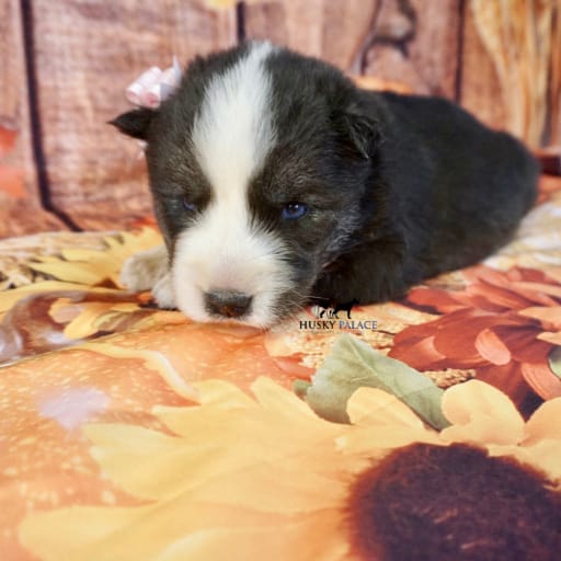 AKC Pumpkin 11